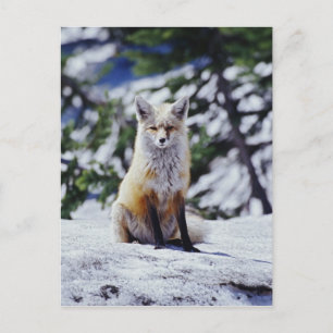 Postal Zorro rojo sentado en un banco de nieve, Vulpes, M