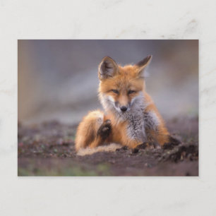 Postal zorro rojo, vulpes del Vulpes, perrito que se