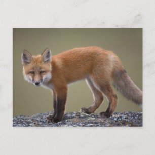 Postal zorro rojo, Vulpes vulpes, a lo largo del centro N