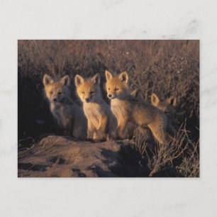 Postal zorro rojo, Vulpes vulpes, crías