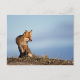 Postal zorro rojo, vulpes vulpes vulpes