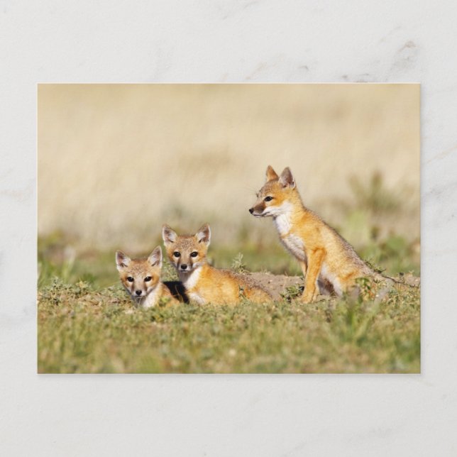 Postal Zorro veloz (Vulpes macrotis) joven en madriguera, (Anverso)