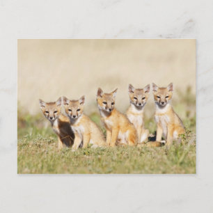 Postal Zorro veloz (Vulpes macrotis) joven en madriguera,