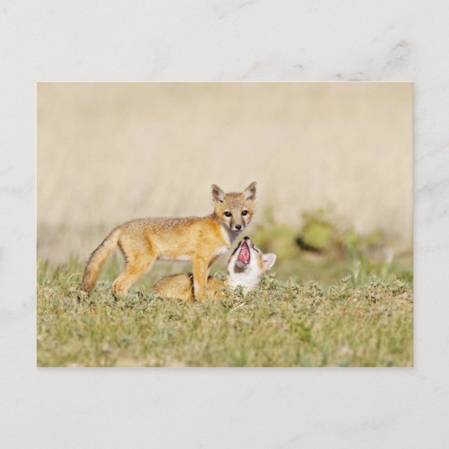 Postal Zorro veloz (Vulpes macrotis) joven en madriguera, (Anverso)