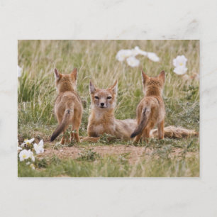 Postal Zorro veloz (Vulpes velox) hembra con crías en