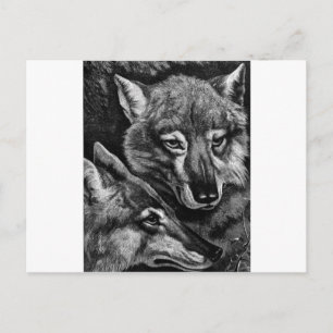 Postal ¿Zorros/Lobos/Coyotes?
