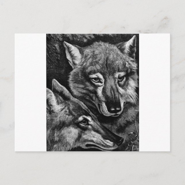 Postal ¿Zorros/Lobos/Coyotes? (Anverso)