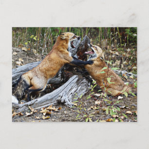 Postal Zorros rojos - Amor fraternal