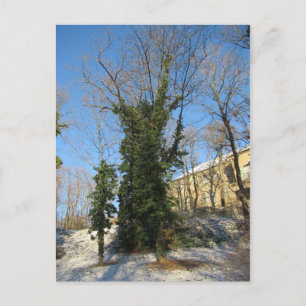 Postal Zugewachsener Baum