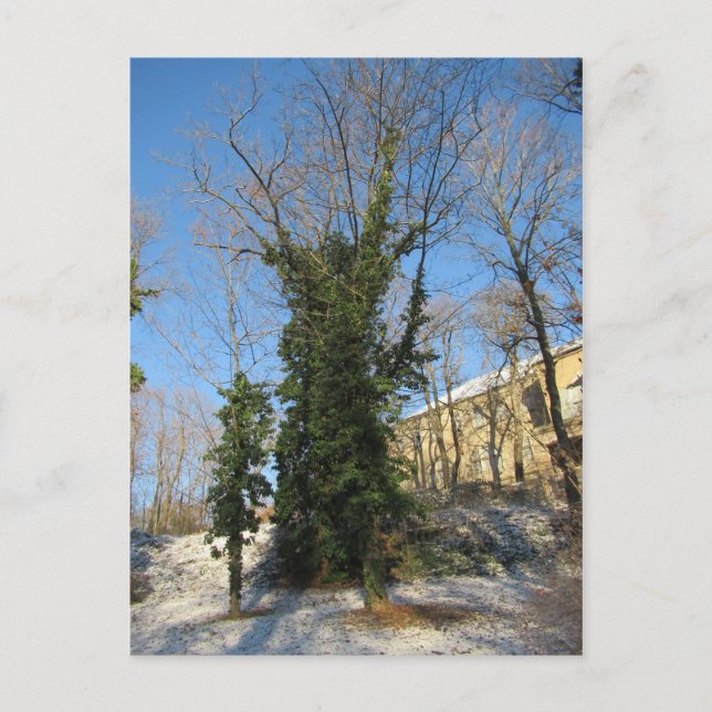 Postal Zugewachsener Baum (Anverso)