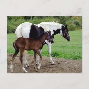 Postal zura3