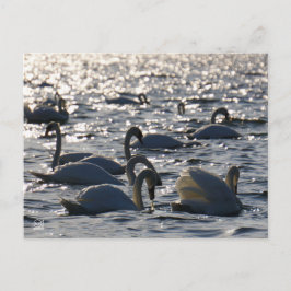 Postal Zwanen in een groep op het water met glinsterend z