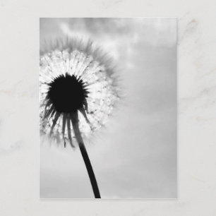 Postal Zwart con Paardebloem Dandelion blanco y negro