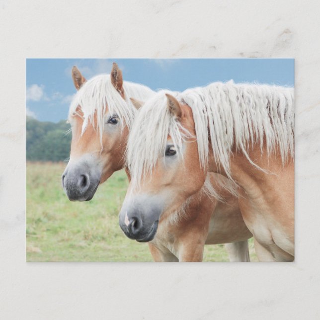 Postal zwei Haflinger (Anverso)