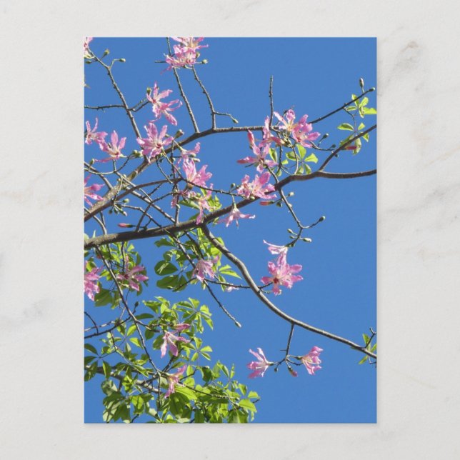 Postal Zweig mit Blumen (Anverso)