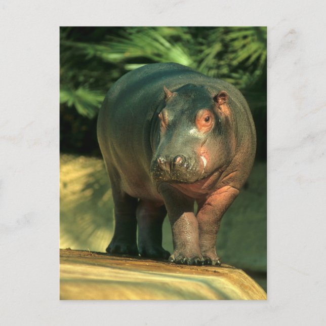 Postal Zwergflusspferd (Choeropsis liberiensis) (Anverso)