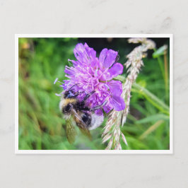 Postal Zwischen Blüte & Brummen – Natur im Kleinformat