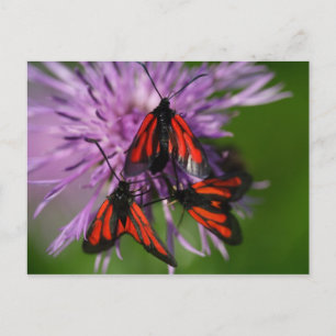 Postal Zygaena purpuralis