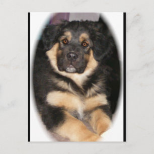 postales adoptable_GSD_mix