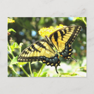 Postales AE-mariposa