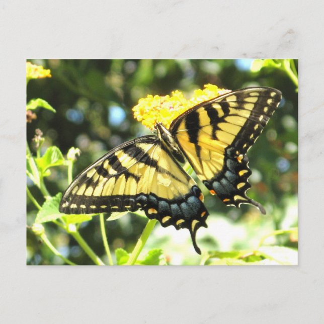 Postales AE-mariposa (Anverso)