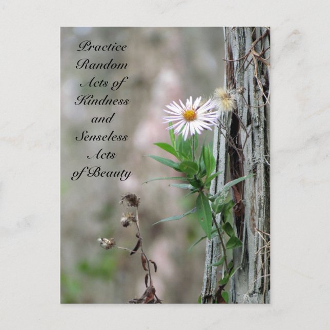 Postales aleatorias de amabilidad - Daisy (Anverso)