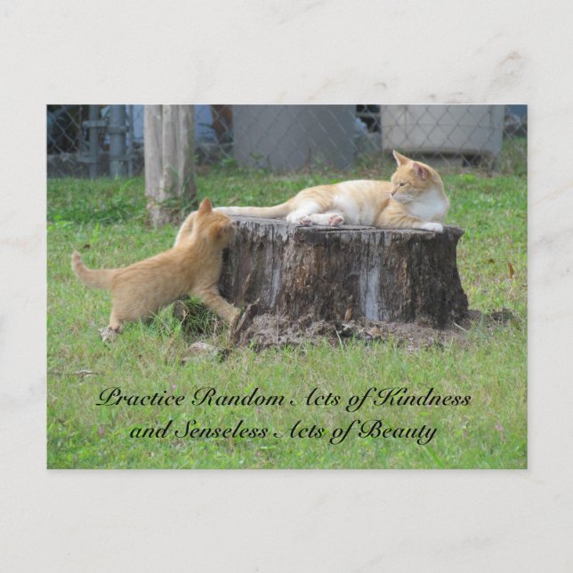 Postales aleatorias de amabilidad - Momma Kitty (Anverso)