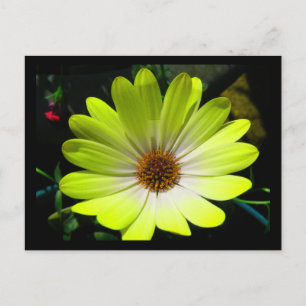 Postales amarillas fluorescentes de margarita afri