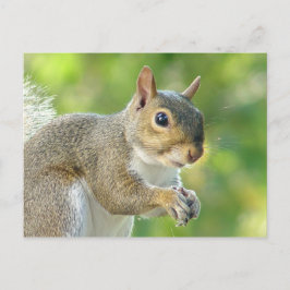 Postales amigables para la ardilla