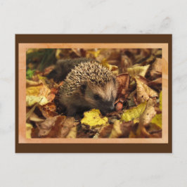 Postales amistosas de edgehog