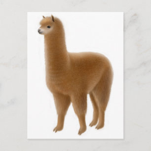 Postales amistosas de la Alpaca marrón