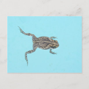 Postales anfibias 02