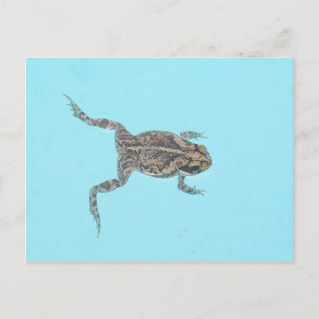 Postales anfibias 02 (Anverso)