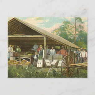 Postales antiguas de Florida, "Naranjas de empaque