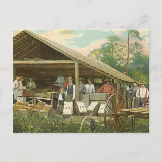 Postales antiguas de Florida, "Naranjas de empaque (Anverso)