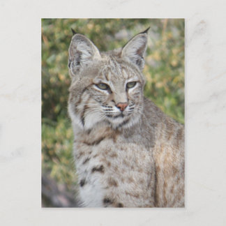 Postales Bobcat de desierto