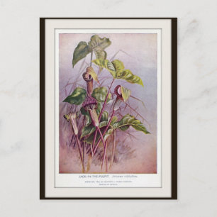 Postales botánicas Jack-in-the-Pulpit
