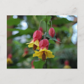 Postales brasileñas de flores de campanilla