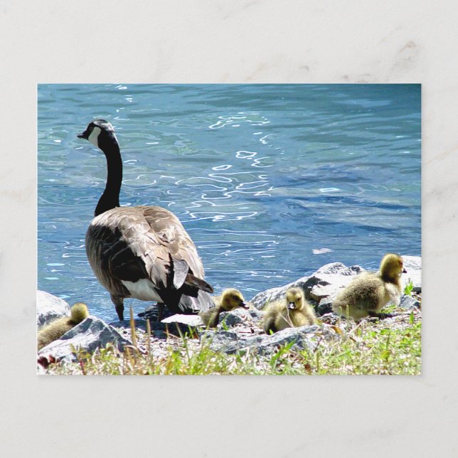 Postales canadienses en Geese (mamá y nenas) (Anverso)