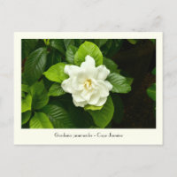 Postales colectivas de Gardenia