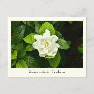 Postales colectivas de Gardenia