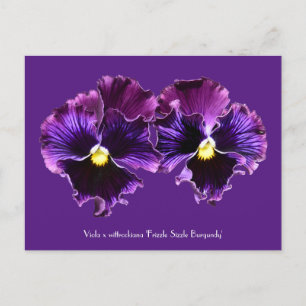 Postales colectivas Fancy Purple Pansies
