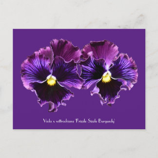 Postales colectivas Fancy Purple Pansies