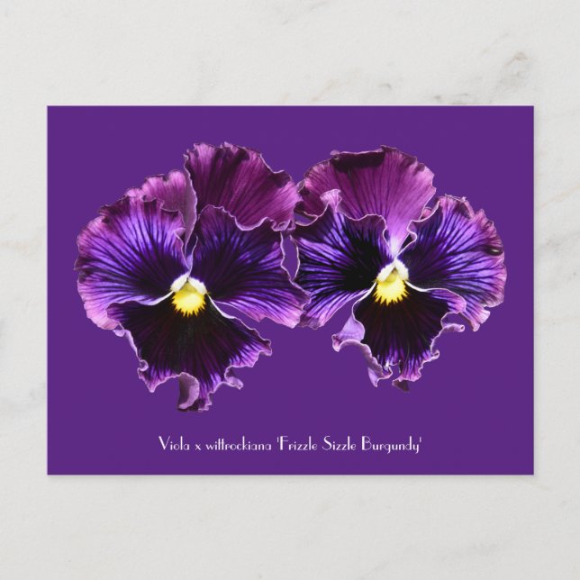 Postales colectivas Fancy Purple Pansies (Anverso)