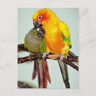 Postales coloridas de protección para aves