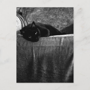 Postales compactas para gato negro