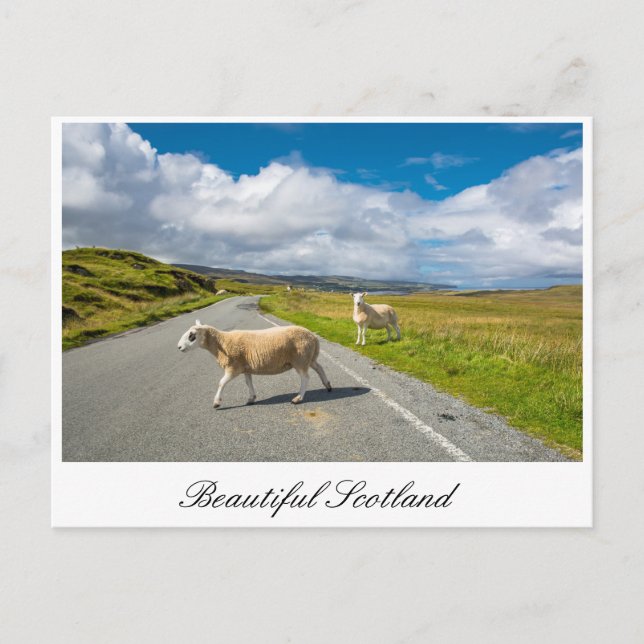Postales con ovejas en Escocia (Anverso)