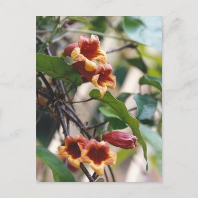 Postales cruzadas (Anverso)