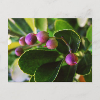 Postales curvadas de Berry Hearts