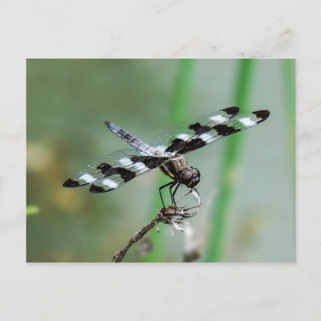 Postales de 12 puntos de Skimmer Dragonfly (Anverso)